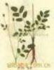  Marchantia Polymorpha Extract